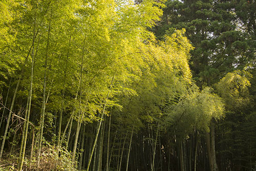 2015年11月撮影の風景写真27