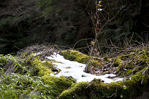 2015年12月撮影の風景写真9