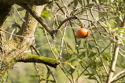 2015年11月撮影の風景写真19