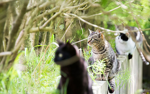 猫のフリー写真素材11