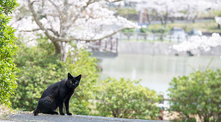 猫のフリー写真素材12