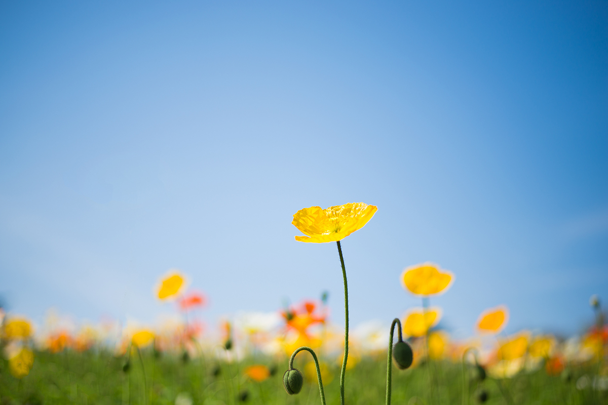 スライドショーの写真２