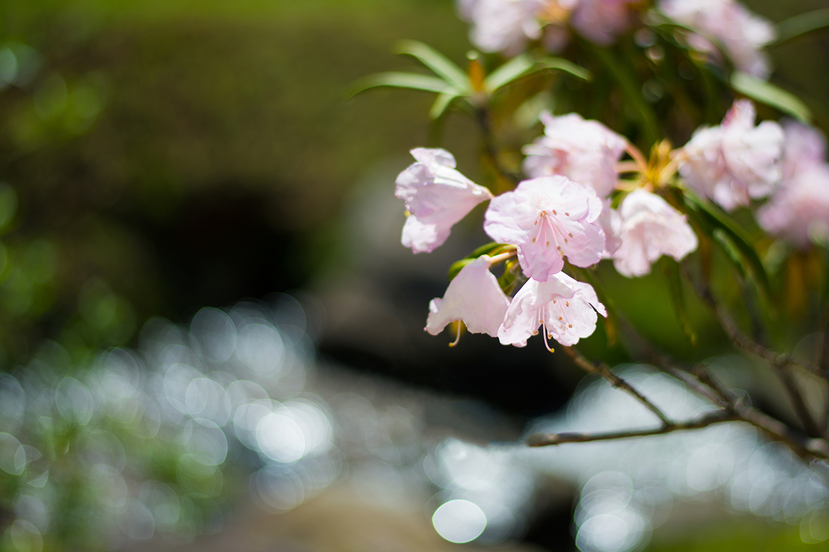 スライドショーの写真１のコピー