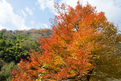 紅葉のフリー写真素材9（2014年11月撮影）