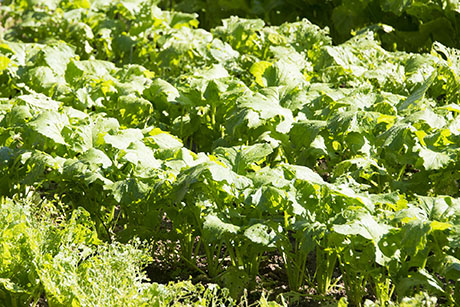 2015年10月撮影の風景写真24