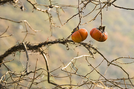 2015年11月撮影の風景写真20