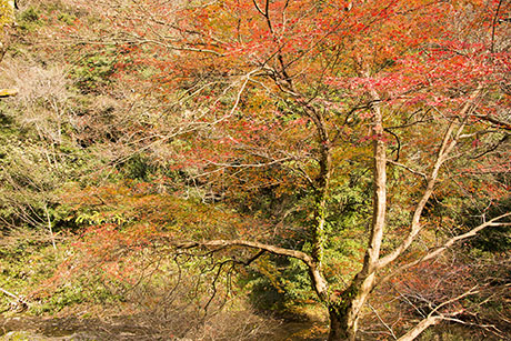 2015年11月撮影の風景写真35