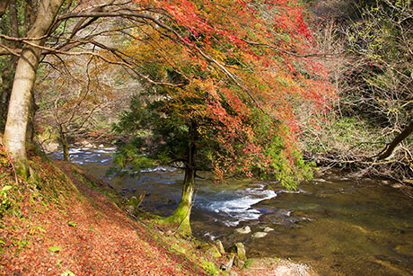 2015年11月撮影の風景写真39