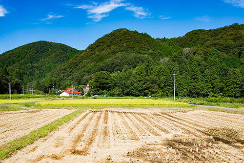 2016年9月撮影のフリー写真素材161「稲刈り後」