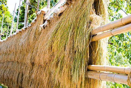 2016年9月撮影のフリー写真素材164「干した稲」