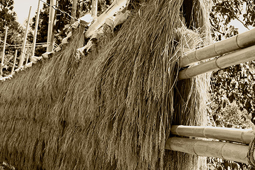 2016年9月撮影のフリー写真素材165「干した稲（セピア色）」