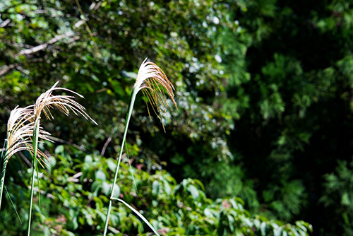 2016年9月撮影のフリー写真素材166「ススキ」