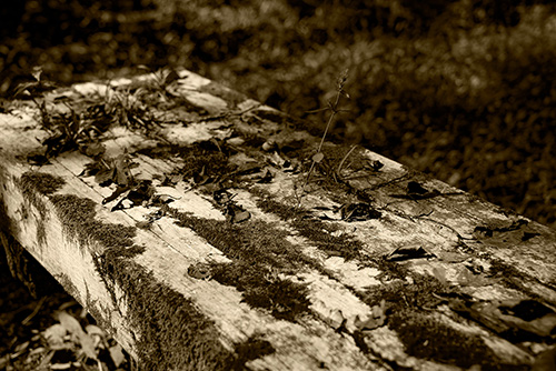 2016年9月撮影のフリー写真素材207「木のベンチ（セピア色）」