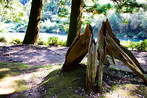 2016年9月撮影のフリー写真素材222「木の株」