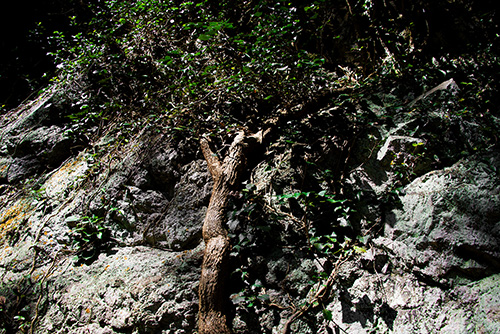 2016年9月撮影のフリー写真素材226「岩と草木」