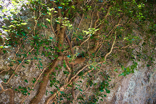 2016年9月撮影のフリー写真素材227「岩と草木」