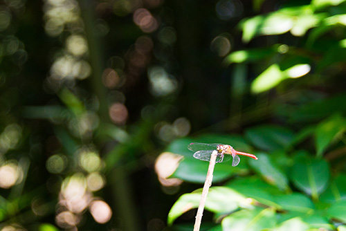 2016年9月撮影のフリー写真素材39「トンボ」