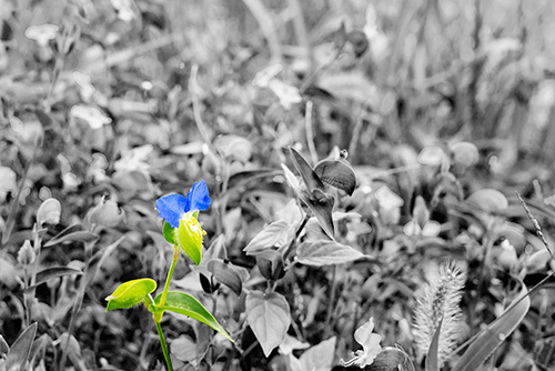 2016年9月撮影のフリー写真素材42「花」