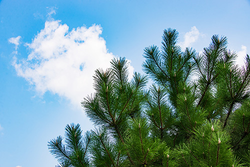 2016年9月撮影のフリー写真素材79「木と青空」