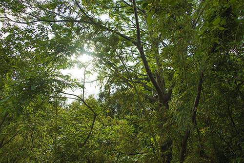 2017年6月撮影のフリー写真素材11「緑と太陽」