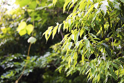 2017年6月撮影のフリー写真素材12「葉っぱの水滴」