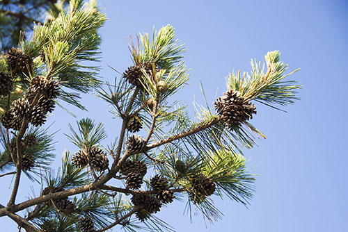 2017年6月撮影のフリー写真素材121「青空と松ぼっくり」