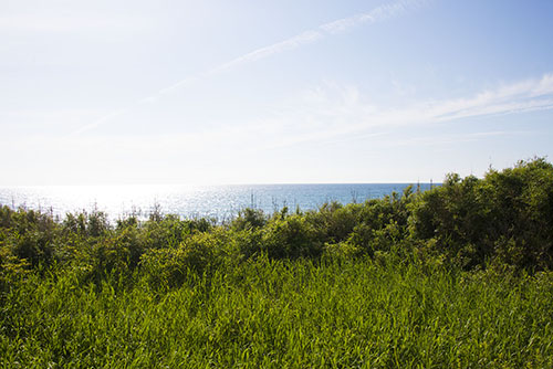 2017年6月撮影のフリー写真素材127「海沿いの雑草」