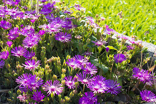 2017年6月撮影のフリー写真素材128「紫色の花」