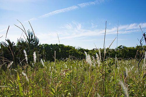 2017年6月撮影のフリー写真素材129「青空と緑」