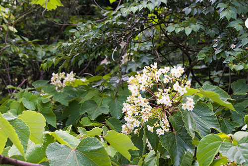 2017年6月撮影のフリー写真素材13「白い小さな花」
