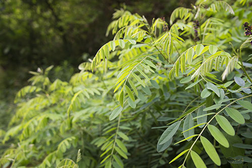 2017年6月撮影のフリー写真素材14「綺麗な形の葉」