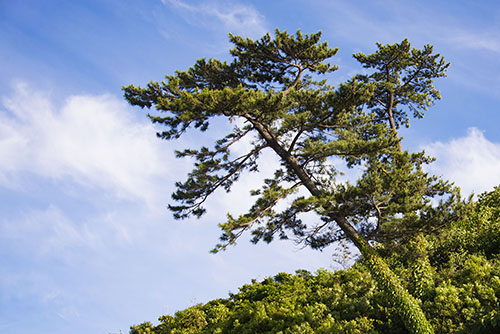 2017年6月撮影のフリー写真素材140「斜めに生えた木」