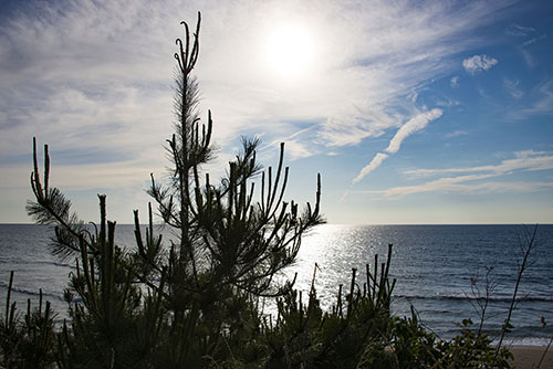 2017年6月撮影のフリー写真素材145「太陽と松の木」