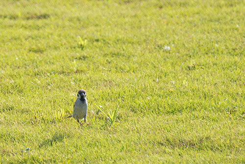 2017年6月撮影のフリー写真素材147「スズメのジャンプ」