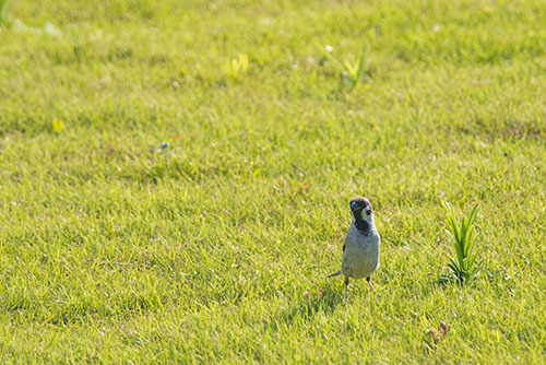 2017年6月撮影のフリー写真素材148「芝生の上のスズメ」