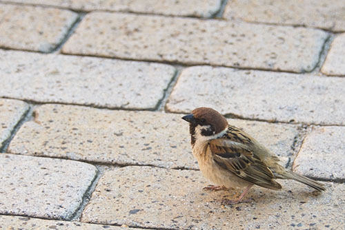 2017年6月撮影のフリー写真素材149「スズメの横顔」