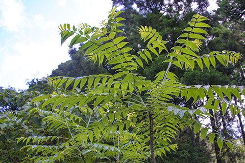 2017年6月撮影のフリー写真素材15「タラノキ」