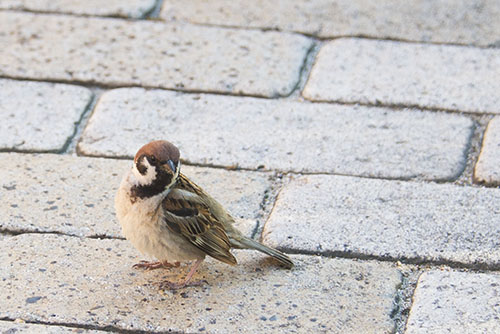 2017年6月撮影のフリー写真素材150「振り向いたスズメ」