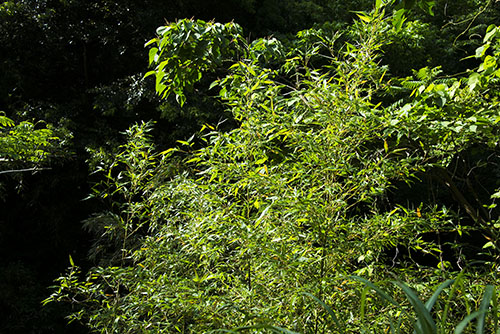 2017年6月撮影のフリー写真素材18「森の笹」