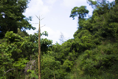 2017年6月撮影のフリー写真素材19「伸び過ぎたタケノコ」