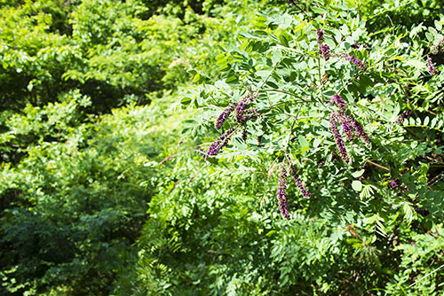 2017年6月撮影のフリー写真素材20「フサフジウツギ」