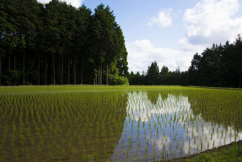 2017年6月撮影のフリー写真素材24「森の中の田んぼ」