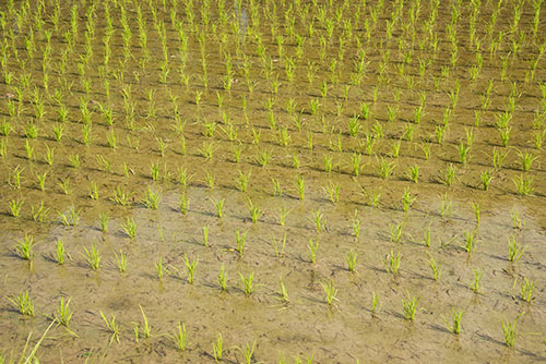 2017年6月撮影のフリー写真素材25「田んぼの稲」