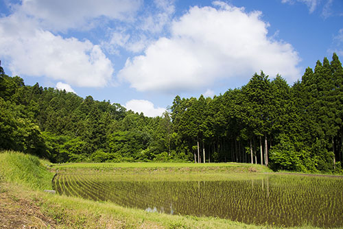 2017年6月撮影のフリー写真素材26「青空と田んぼ」