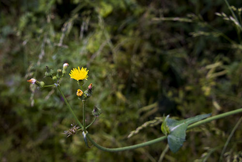 2017年6月撮影のフリー写真素材29「黄色いタンポポ」