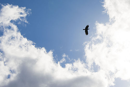 2017年6月撮影のフリー写真素材33「カラスと青空」