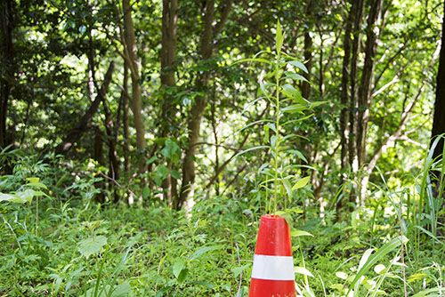 2017年6月撮影のフリー写真素材34「赤白のラバーコーンから生えた草」