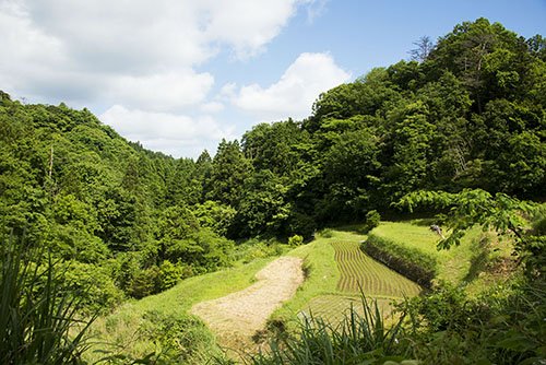 2017年6月撮影のフリー写真素材37「森の中の段々畑」