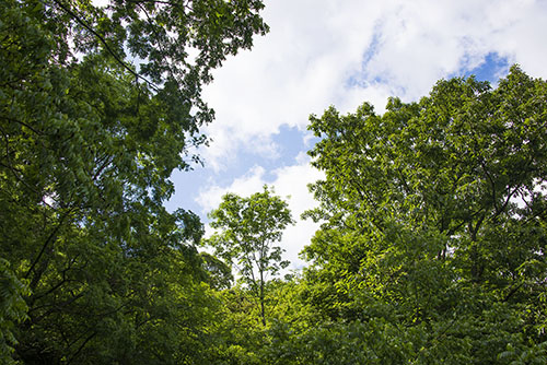 2017年6月撮影のフリー写真素材38「森と青空」