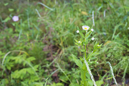 2017年6月撮影のフリー写真素材39「白色と黄色の花」